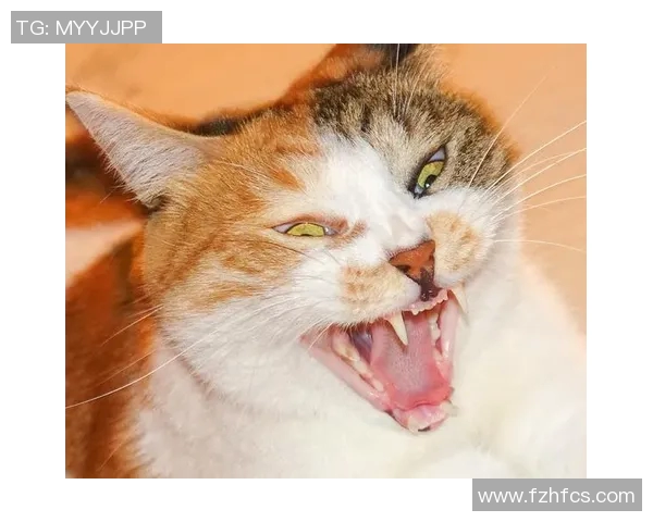 高清足球明星拉面头像图片合集精美呈现让你大开眼界